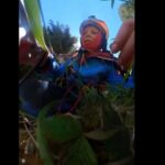 اصطدام طائرة شراعية وشراعي في الجو يؤدي إلى سقوط الطيار في سقوط حر ثم هبوطه بسلام.