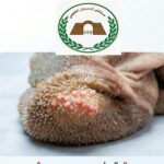 تنبيه صحفي هام بشأن خروف الأضحية والأحشاء الطفيلية.