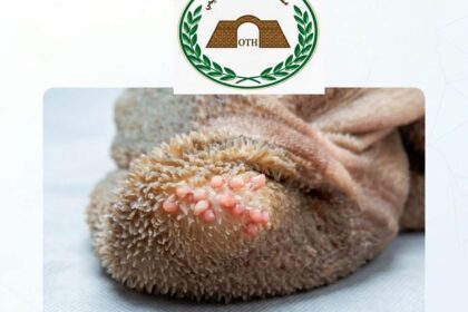 تنبيه صحفي هام بشأن خروف الأضحية والأحشاء الطفيلية.