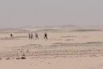 مخاوف أمنية في وادي حلفا من مرحلين مرتدين ملابس سجون مصرية.