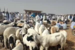 ارتفاع أسعار الخراف يمنع شراء أضاحي العيد في السودان