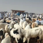 ارتفاع أسعار الخراف يمنع شراء أضاحي العيد في السودان