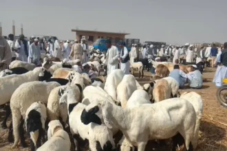 ارتفاع أسعار الخراف يمنع شراء أضاحي العيد في السودان