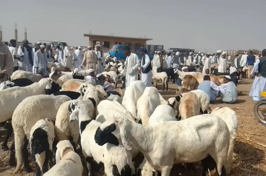 ارتفاع أسعار الخراف يمنع شراء أضاحي العيد في السودان