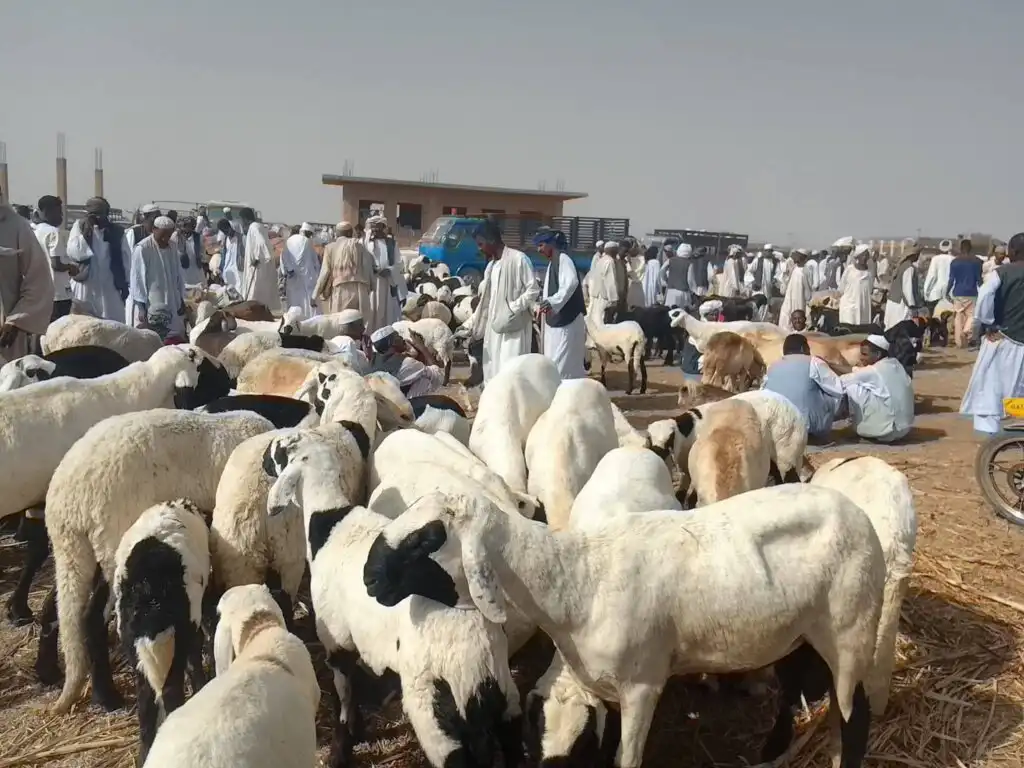 ارتفاع أسعار الخراف يمنع شراء أضاحي العيد في السودان