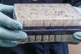 فيروس هانتا يودي بحياة ثلاثة على متن سفينة وسلطات صحية تطمئن على المخاطر المنخفضة لتفشي الوباء