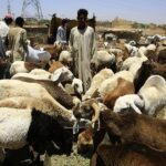ارتفاع أسعار الخراف الأضاحي في السودان مقارنة بالعام الماضي.