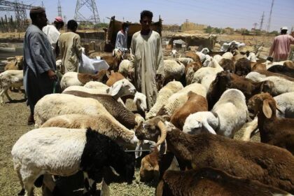 ارتفاع أسعار الخراف الأضاحي في السودان مقارنة بالعام الماضي.