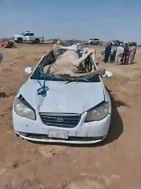 الجمل يسقط على سيارة في اصطدام مروع شهدته عطبرة