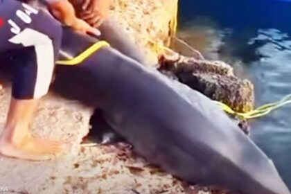 قرش الماكو النادر يثير انتقادات بعد اصطياده بالقصير وبيان رسمي يدينه