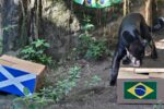بوتي النمر الأسود توقع فوز البرازيل على اسكتلندا في كأس العالم للسيدات.