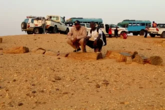 الأشجار المتحجرة في الـ90 الأثرية ظاهرة جيولوجية طبيعية لا تنطوي على ندره.