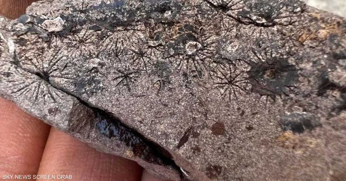 اكتشاف أكثر من 20 نوعاً جديداً من الأسماك البحريّة في موقع أحفوريّ غنيّ بالعصر الباليوسيني.