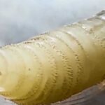 الدودة الحلزونية تظهر للمرة الثانية في تكساس منذ عقود