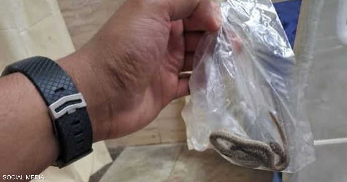 ثعبان داخل كيس يثير اهتمام المتابعين بعد لجوء شاب إلى مستشفى لتحديد نوعه بعد لدغة