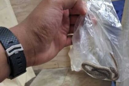 لثعبان في مستشفى لتحديد علاج لدغة