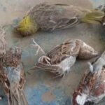 الهجرة السنوية لطيور الخريف وأثرها على البيئة المحلية.