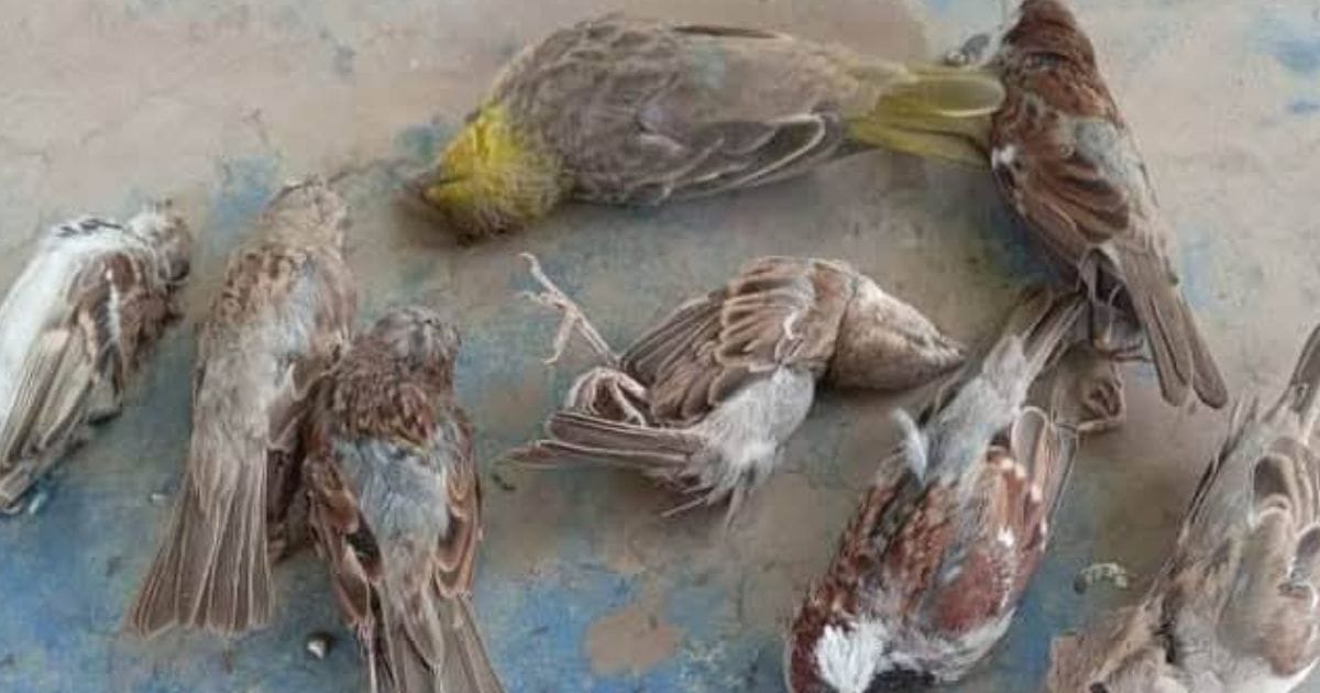 الهجرة السنوية لطيور الخريف وأثرها على البيئة المحلية.