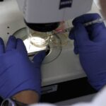 الخلايا الجذعية.. هل هي علاج أم دجل طبي؟