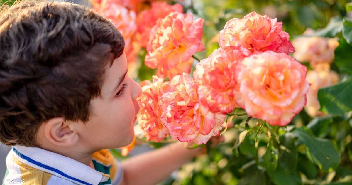 فقدان الشم دليل مبكر على أمراض الدماغ التنكسية مثل ألزهايمر وباركنسون