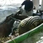 شاب سوداني يقتل رعب التمساح الضخم بعد مطاردة استمرت أسبوعًا