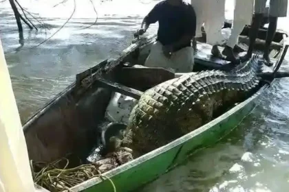 شاب سوداني يقتل رعب التمساح الضخم بعد مطاردة استمرت أسبوعًا