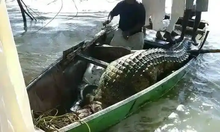 شاب سوداني يقتل رعب التمساح الضخم بعد مطاردة استمرت أسبوعًا