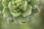 اكتشاف نبات Saxifraga candelabrum في الصين يثبت طبيعته اللاحمة للاستفادة من الحشرات في البيئة الصخرية