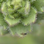 اكتشاف نبات Saxifraga candelabrum في الصين يثبت طبيعته اللاحمة للاستفادة من الحشرات في البيئة الصخرية