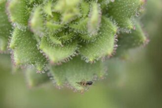 اكتشاف نبات Saxifraga candelabrum في الصين يثبت طبيعته اللاحمة للاستفادة من الحشرات في البيئة الصخرية