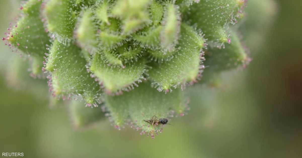 اكتشاف نبات Saxifraga candelabrum في الصين يثبت طبيعته اللاحمة للاستفادة من الحشرات في البيئة الصخرية