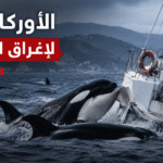 الأوركا تضرب يختاً إسبانياً وتغرقه للمرة الثامنة منذ 2020 وسط تحقيقات علمية المستمرين