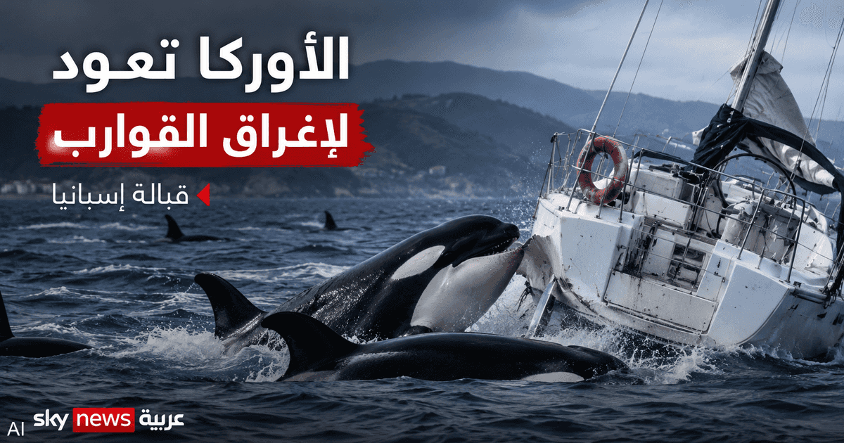 الأوركا تضرب يختاً إسبانياً وتغرقه للمرة الثامنة منذ 2020 وسط تحقيقات علمية المستمرين