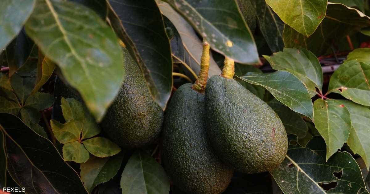 مفارقة الأفوكادو: صغار الفلاحين يشكون جفاف آبارهم أمام توسع مزارع التصدير الكبرى.