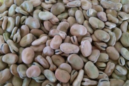 الهيئة العامة للجمارك تطالب بفك حظر الأرز والفول المصري.