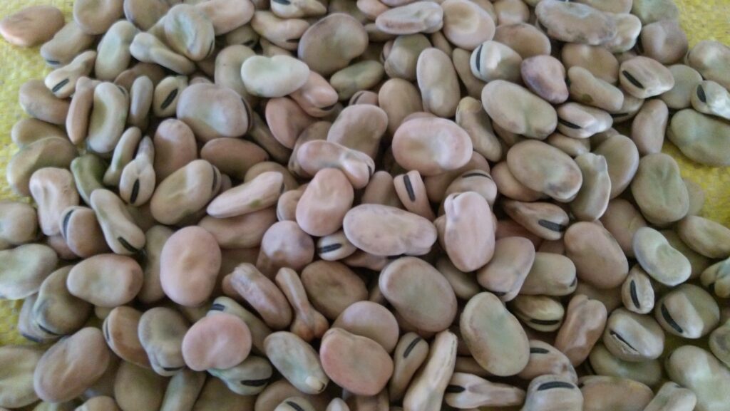 الهيئة العامة للجمارك تطالب بفك حظر الأرز والفول المصري.