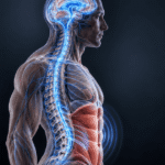 العلاقة بين انقباض عضلات البطن وحركة الدماغ تكشف آلية ميكانيكية جديدة.