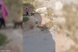 قرود تتجول في سلقين وتسبب إصابات بشرية للمرة الثانية خلال أسابيع