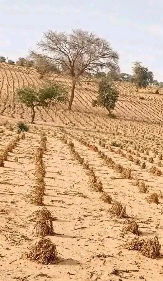 جفاف شامل يهدد بزراعة دارفور ويسبب قلقا إنسانيا متزايدا