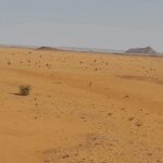 فشل الموسم الزراعي في جبل عيسى يهدد بمجاعة وسط تدهور الأوضاع المعيشية.