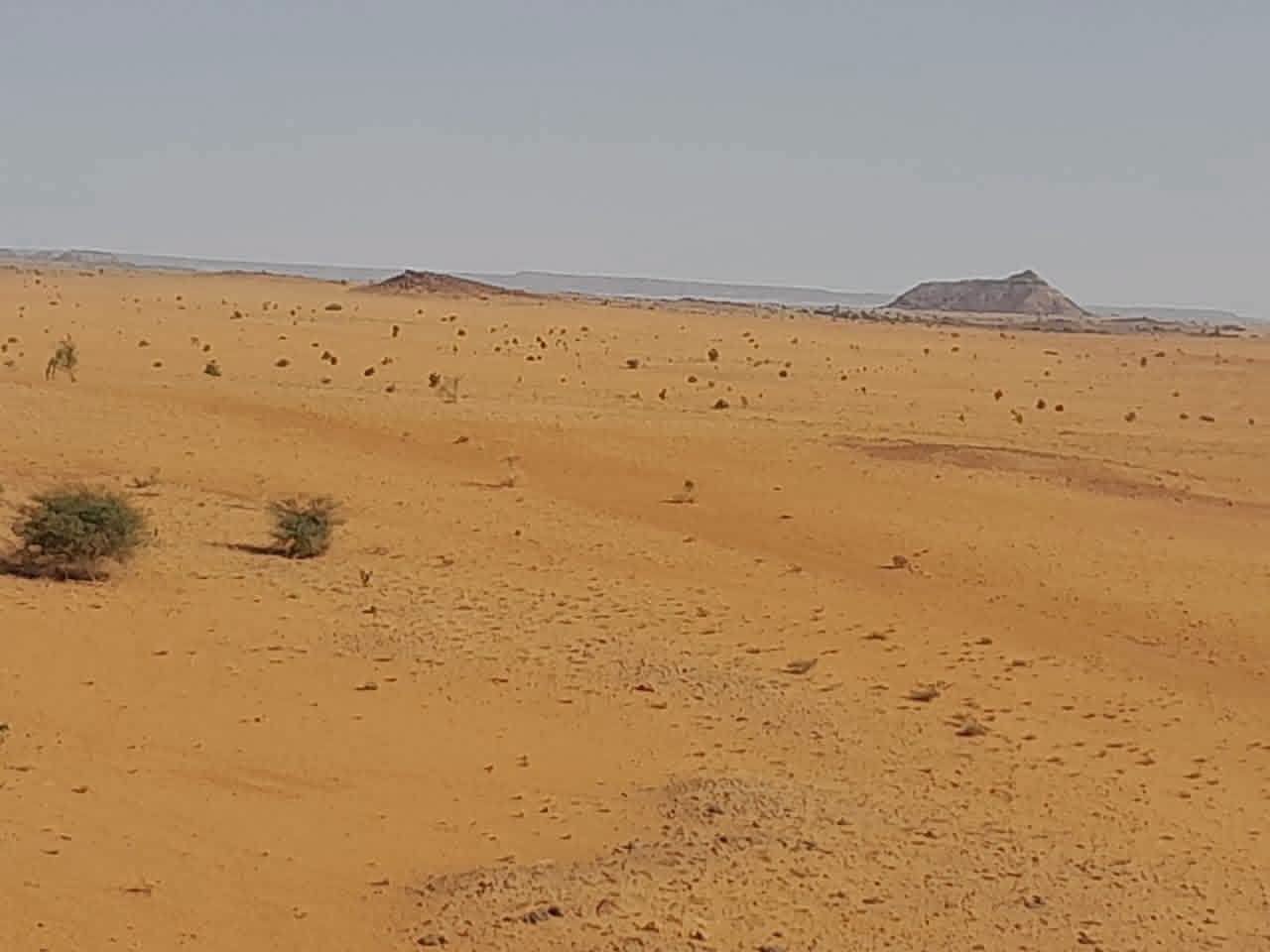 فشل الموسم الزراعي في جبل عيسى يهدد بمجاعة وسط تدهور الأوضاع المعيشية.
