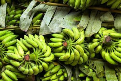 الموز الأخضر يدعم صحة الأمعاء ويقلل تأثير الطعام على سكر الدم.