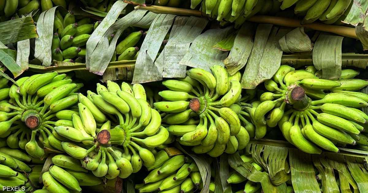 الموز الأخضر يدعم صحة الأمعاء ويقلل تأثير الطعام على سكر الدم.