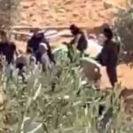 الجيش الإسرائيلي يمنع الأهالي من قطف الزيتون في نعلين خلال موسم الحصاد
