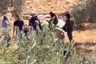 الجيش الإسرائيلي يمنع الأهالي من قطف الزيتون في نعلين خلال موسم الحصاد