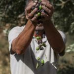 تهدد اعتداءات المستوطنين وقيود الوصول بخسائر فادحة على قطاع الزيتون الفلسطيني هذا العام.