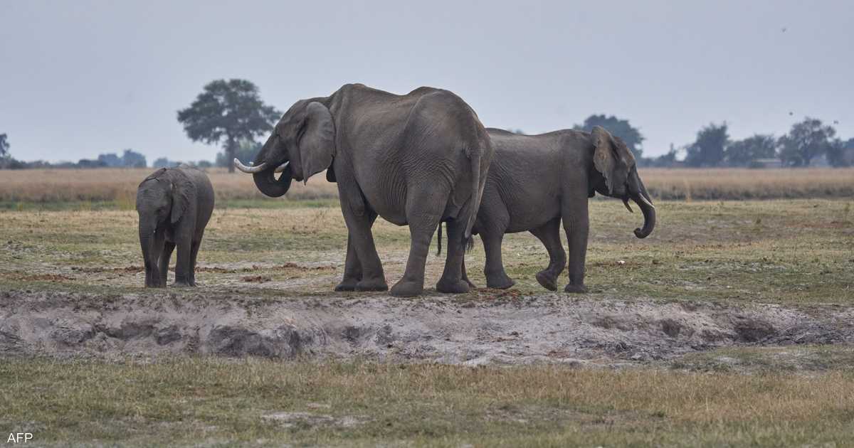 ترخيص صيد الفيلة في بوتسوانا لتوفير الغذاء وإدارة أعدادها.
