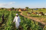 تنمية الريف أساس النهضة وبناء السودان: ورقة نقدية واقتراحات استراتيجية
