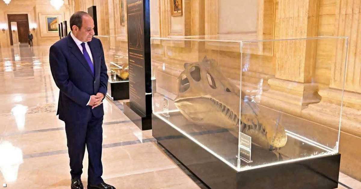 صندوق عرض يعرض نموذجاً لجمجمة ديناصور السبينوصور المصري الأضخم عالمياً.