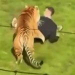 حادثة مفزعة في حديقة يوركشير بعد اقتحام رجل لحظيرة النمور والاعتداء عليه.